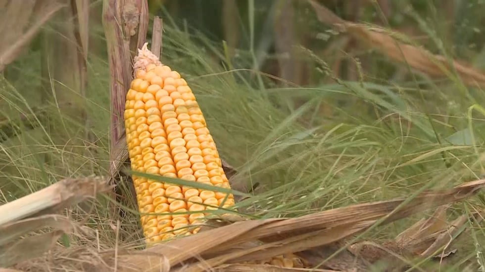 Gerald Pruitt, a Mexia farmer told KBTX that cash-crop farmers are also feeling the pinch.