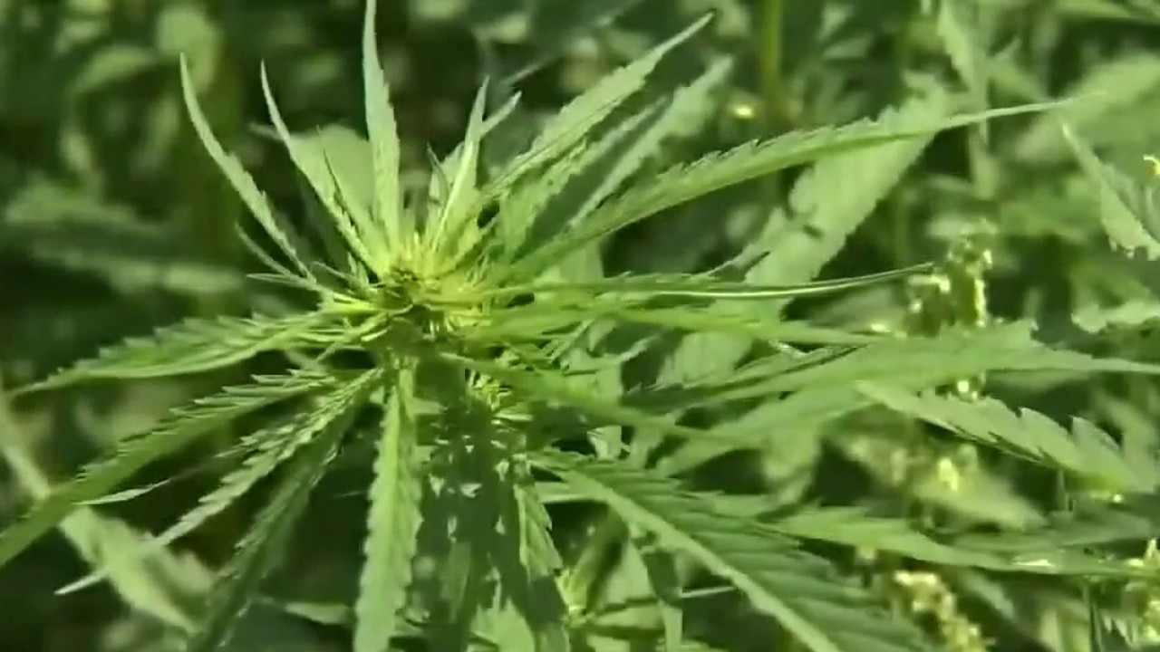 Texas THC rules: New lawsuit set to be filed