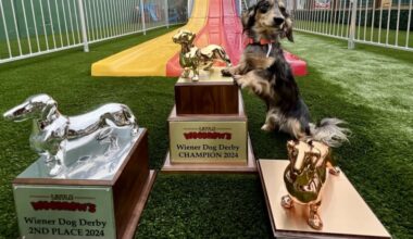 Little Woodrow's is bringing back its weenie dog races this spring. (Courtesy Little Woodrow's)