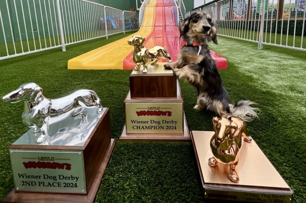 Little Woodrow's is bringing back its weenie dog races this spring. (Courtesy Little Woodrow's)