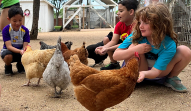 Children feeding chickens during farm visit at Heritage Farmstead Museum