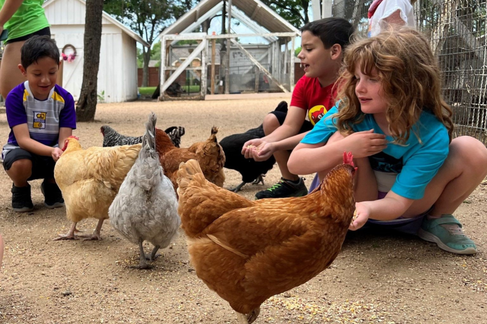 Children feeding chickens during farm visit at Heritage Farmstead Museum