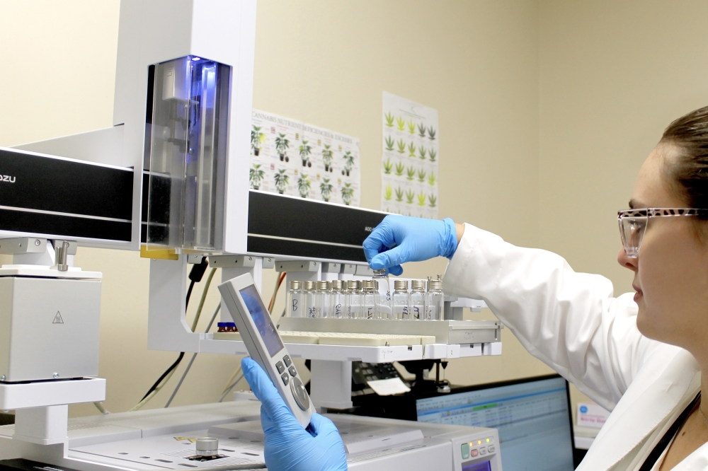 A woman in a white coat and blue gloves tests medical cannabis samples at a dispensary facility.