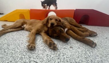 The Dog Stop offers dog daycare, boarding and grooming services. (Courtesy The Dog Stop Central Plano)