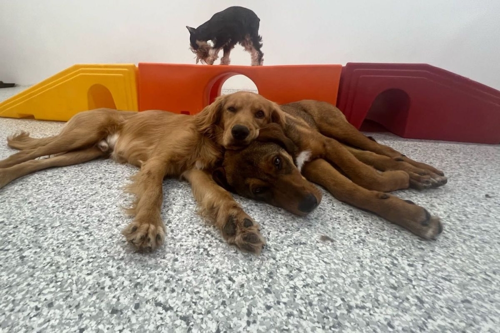 The Dog Stop offers dog daycare, boarding and grooming services. (Courtesy The Dog Stop Central Plano)