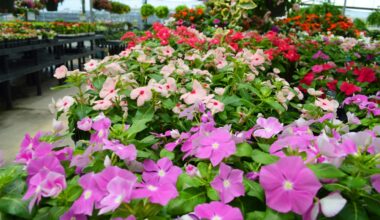 Every plant at Cornelius Nursery is carefully selected to thrive in Houston's climate, said Jennifer Hatalski, vice president of marketing. (Courtesy Cornelius Nursery)