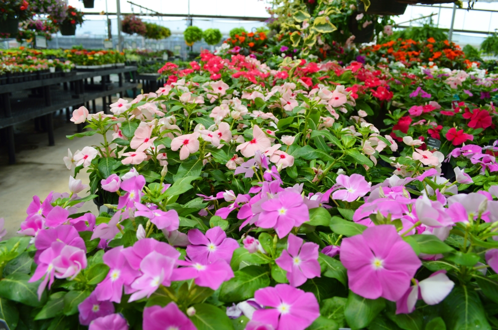 Every plant at Cornelius Nursery is carefully selected to thrive in Houston's climate, said Jennifer Hatalski, vice president of marketing. (Courtesy Cornelius Nursery)