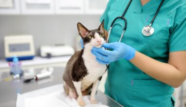 Livewell Animal Hospital of Bellaire offers wellness services and surgical procedures. (Courtesy Adobe Stock)