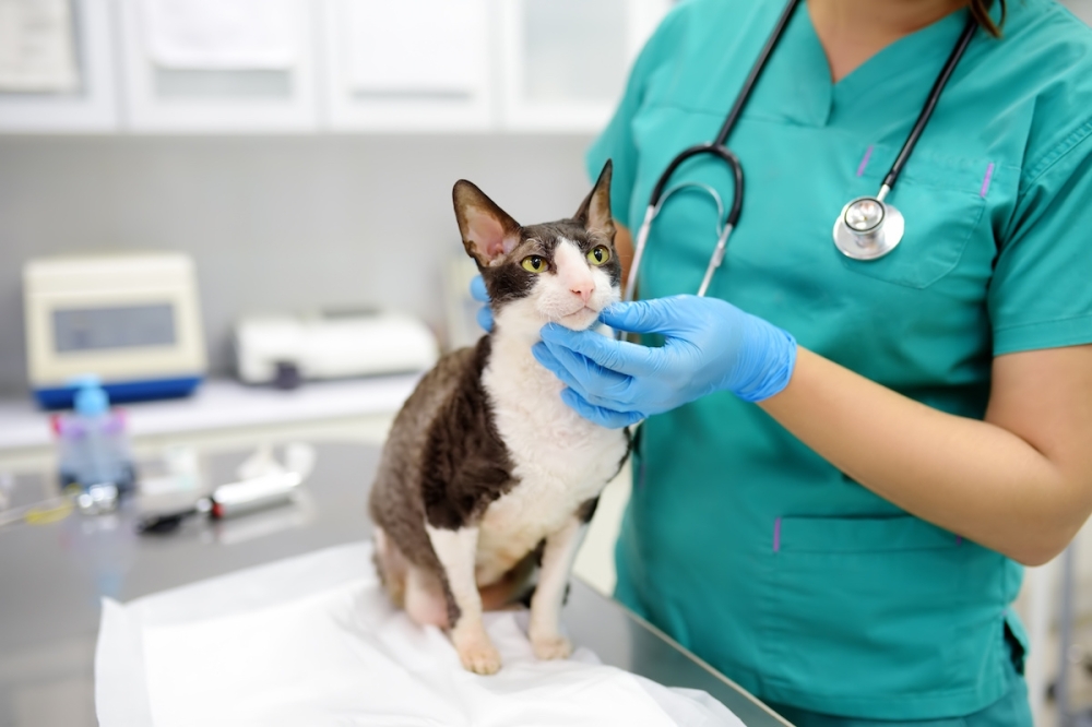 Livewell Animal Hospital of Bellaire offers wellness services and surgical procedures. (Courtesy Adobe Stock)