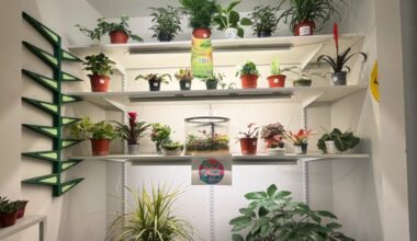 A variety of plants that HOUSEPLANTS by Ephemera offers in Keller.