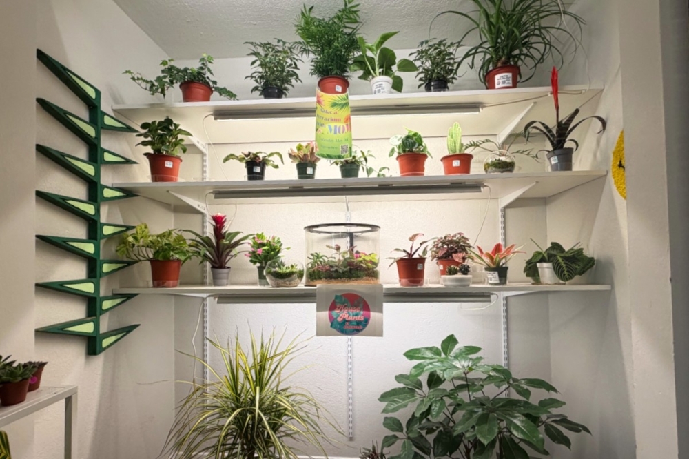 A variety of plants that HOUSEPLANTS by Ephemera offers in Keller.