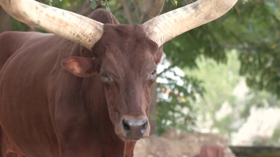 <div>Luni Tune (Source: Houston Zoo)</div>