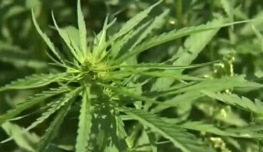 New Texas TCH regulations: Lawsuit set to be filed