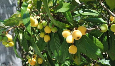 4526571740_edff9885c8_w