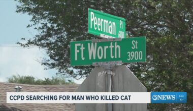 CCPD search for man who killed cat
