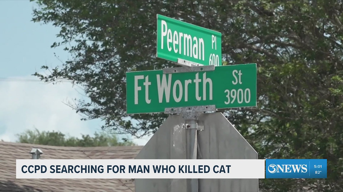 CCPD search for man who killed cat