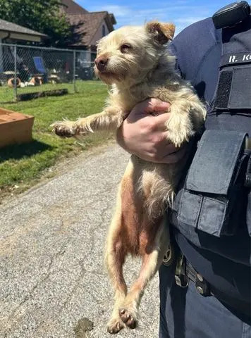 Sunnie being held by an officerCredit: Fort Worth Animal Care & Control