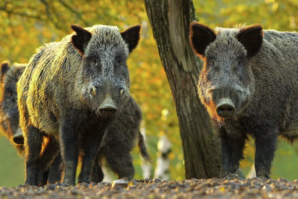 Feral hogs have spread across nearly all of Texas, but experts say El Paso County still lacks an established population. (taviphoto/Getty Images/iStockphoto)