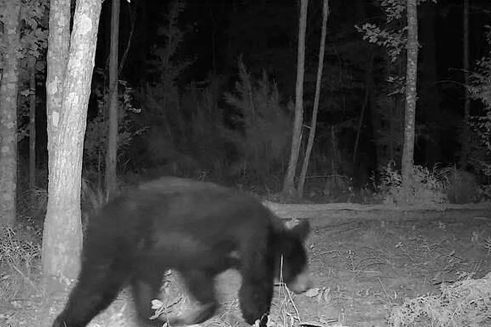 This black bear has been documented in multiple East Texas counties in recent months. (Texas Parks and Wildlife Department)