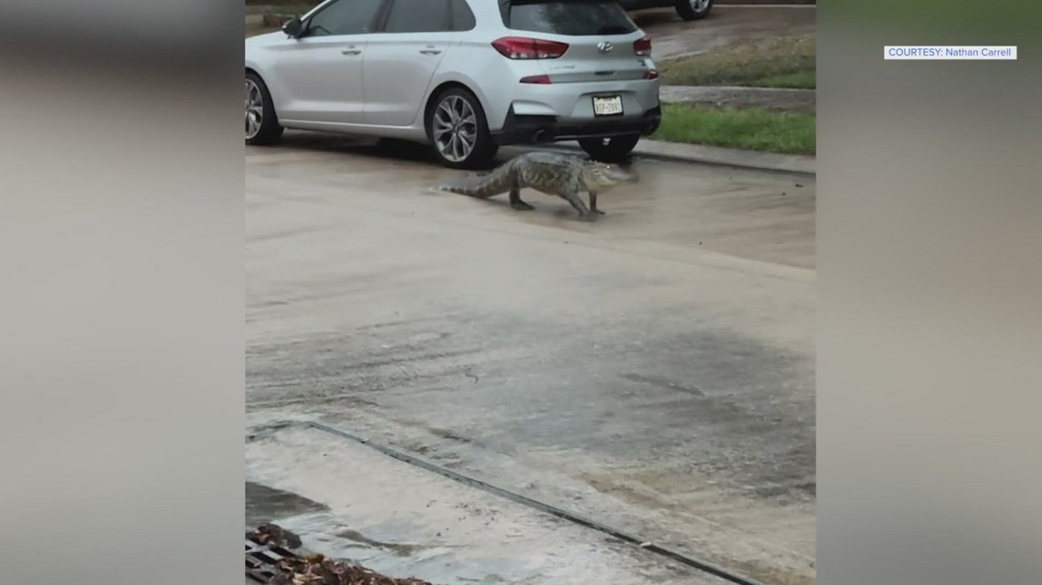 Alligator sighted in Houston-area neighborhood