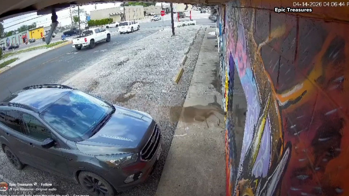 VIDEO: Deer crashes through window of Texas collectibles store, frightening people inside