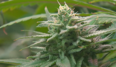 Federal reclassification of medical marijuana opens door to expanded access in Texas