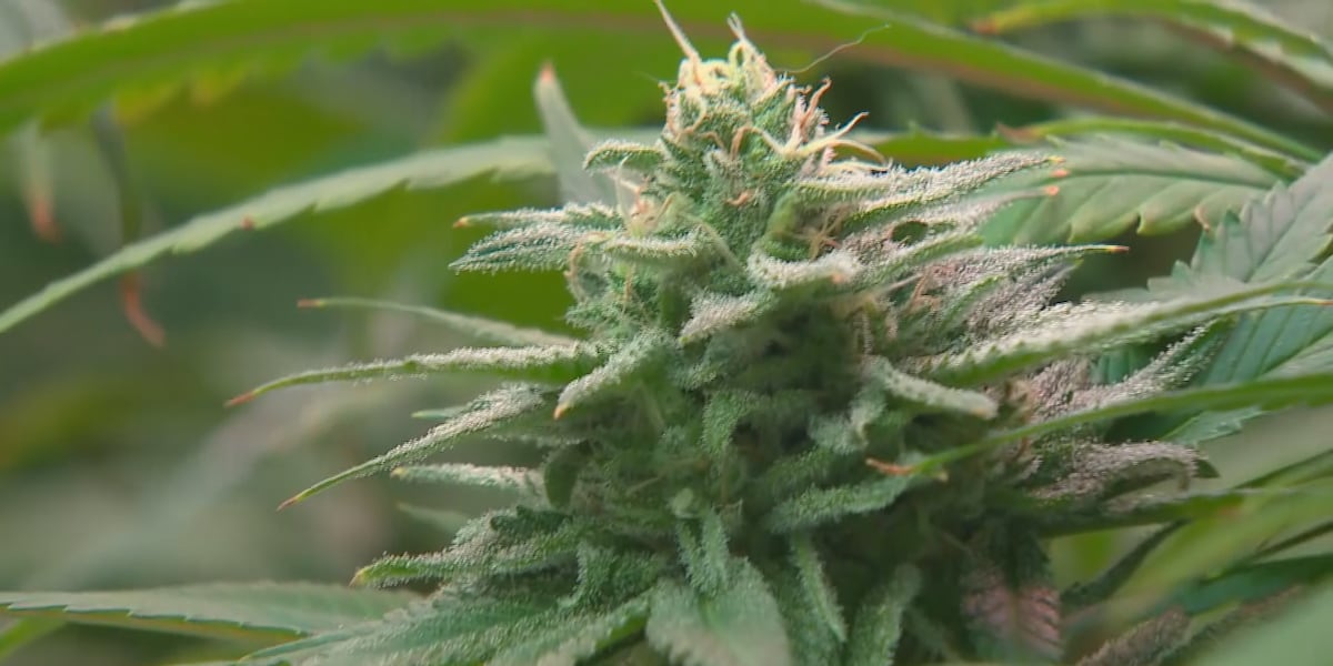 Federal reclassification of medical marijuana opens door to expanded access in Texas