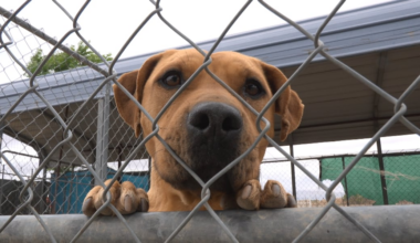 Animal shelter helps traumatized pets find second chances