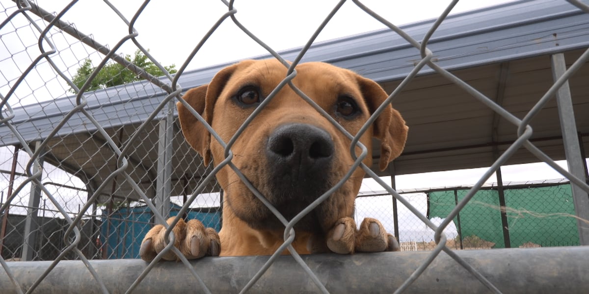 Animal shelter helps traumatized pets find second chances