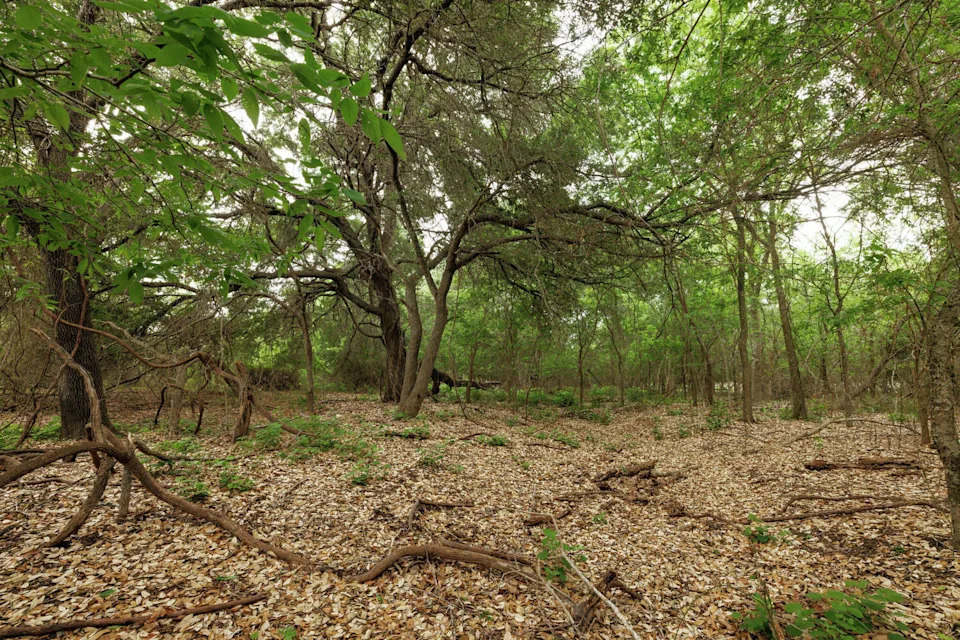 Newly added acreage at Lockhart State Park may one day be used for trails, camping and other recreation. (Sonja Sommerfeld/Sonja Sommerfeld/TPWD)