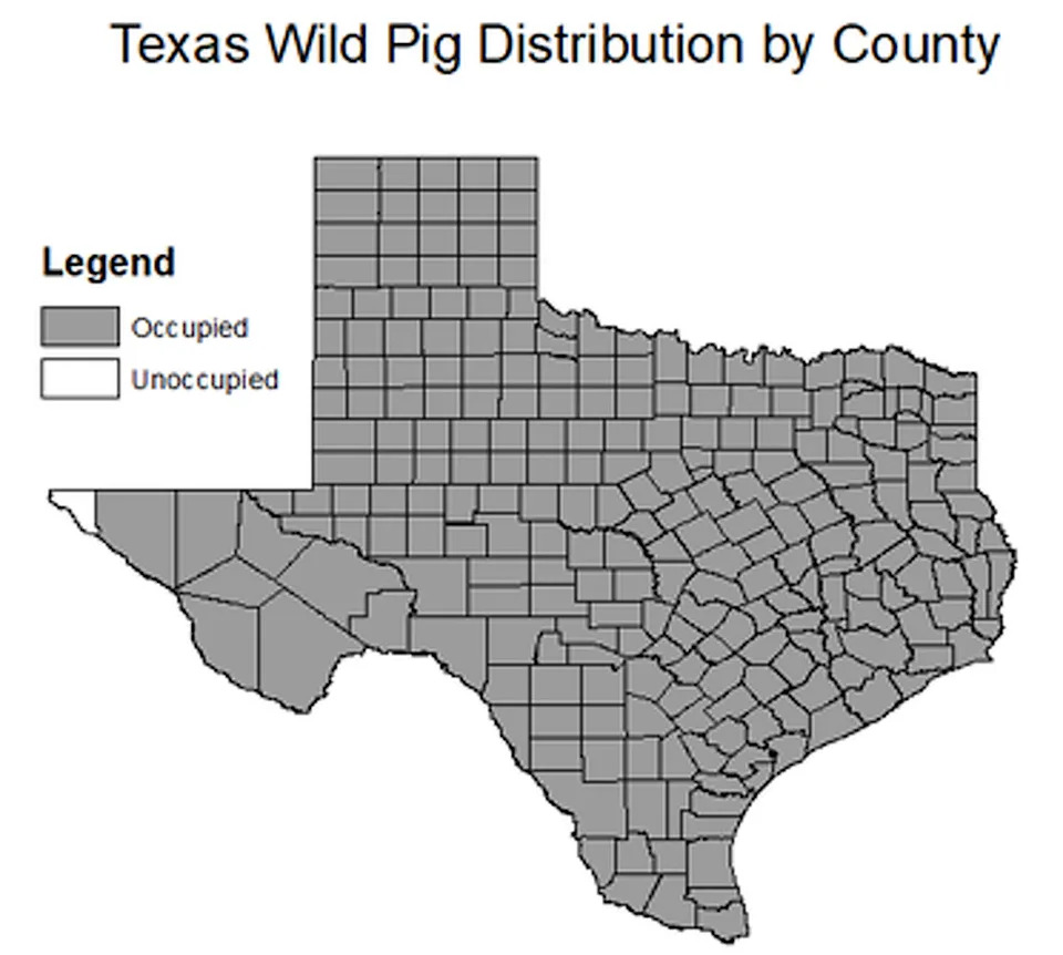 Despite thriving in much of Texas, feral hogs have not established a population in El Paso County, experts say. (Texas Parks and Wildlife Department)