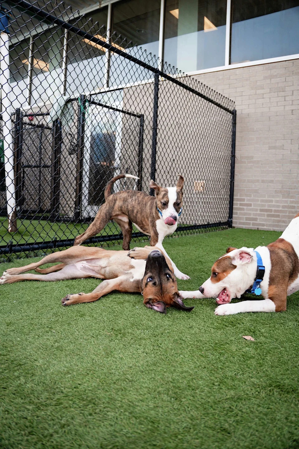 Dogs up for fostering and adoption can be found on the Dallas Animal Services' website or in person at 1818 N. Westmoreland Road during business hours. (Courtesy of Dallas Animal Services)