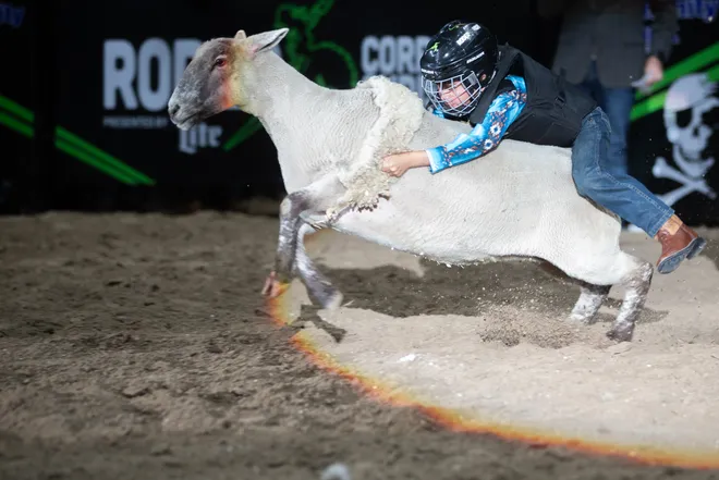 A child holds on to a sheep during the mutton bustin' portion of the annual Buc Days Rodeo in Corpus Christi on May 9, 2025.