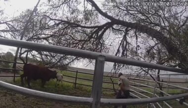 Texas deputies tired of playing catch as new plan targets loose livestock