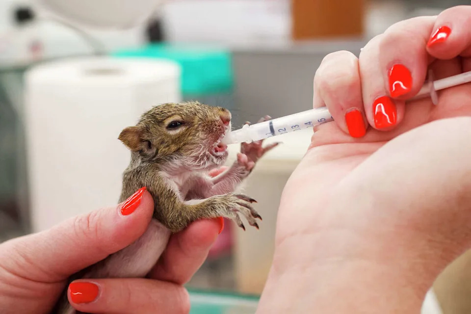 Texas Parks and Wildlife is weighing proposed wildlife rehabilitation rule changes as opponents warn they could limit care for injured and orphaned animals. (Houston Chronicle/Hearst Newspap/Houston Chronicle via Getty Imag)