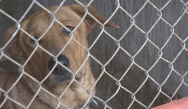 Austin Animal Services in need of 70 fosters before Sunday
