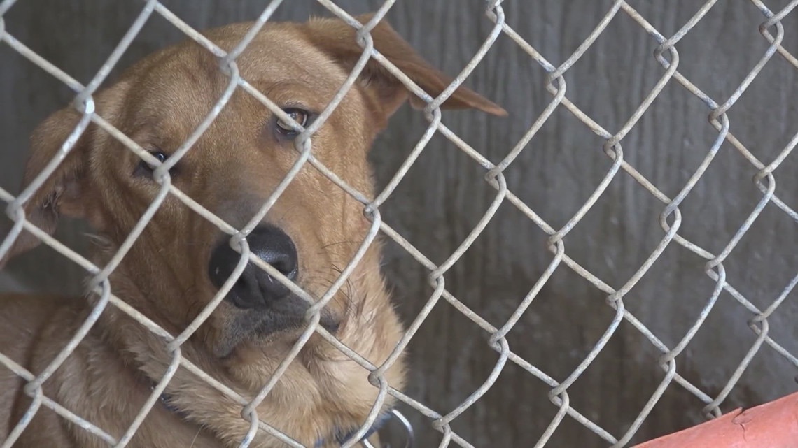 Austin Animal Services in need of 70 fosters before Sunday