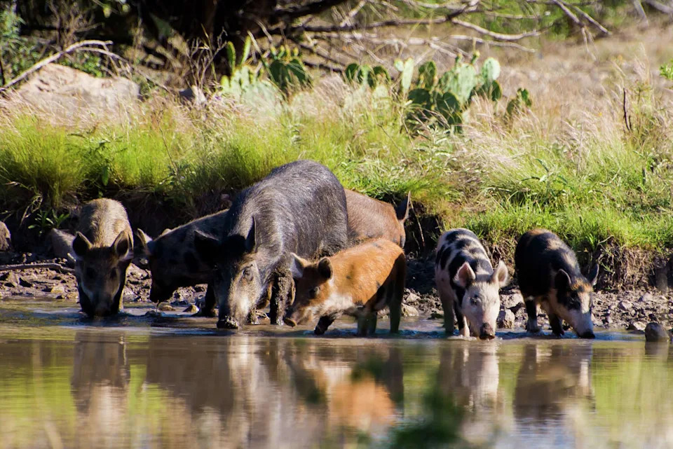 Water scarcity can make it difficult for feral hogs to establish in some parts of Texas. (GizmoPhoto/Getty Images/iStockphoto)