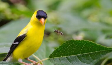 Audubon Texas Selected for 2026 Conservation Wrangler Accelerator Program