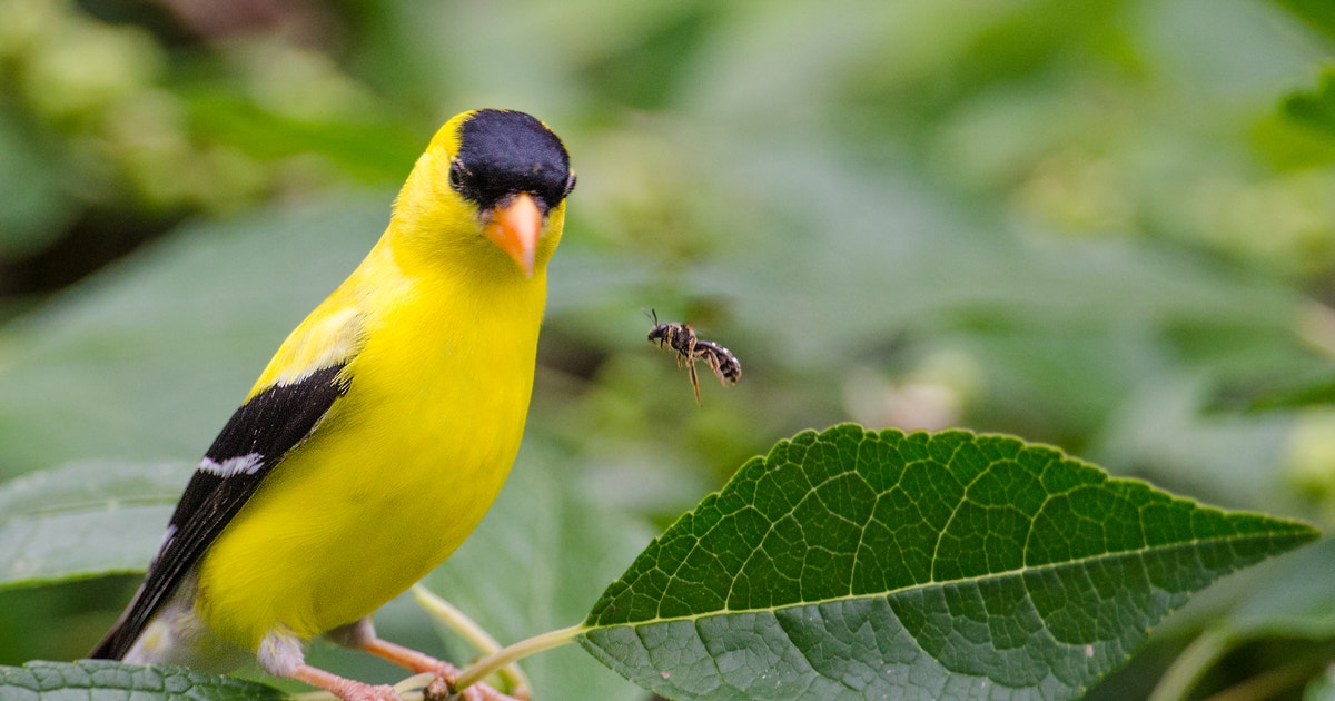 Audubon Texas Selected for 2026 Conservation Wrangler Accelerator Program