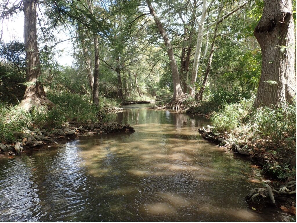 Bald cypress trees thrive in Upper Cibolo Creek near Boerne, TX
