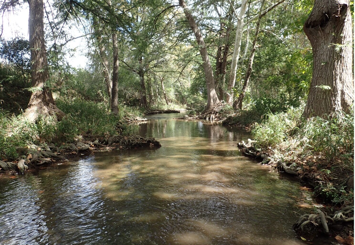 Bald cypress trees thrive in Upper Cibolo Creek near Boerne, TX