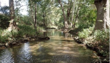Bald cypress trees thrive in Upper Cibolo Creek near Boerne, TX