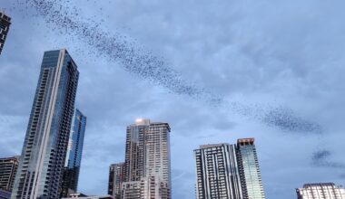 It’s about to get batty in Texas - The Champion Newspaper | 404-373-7779