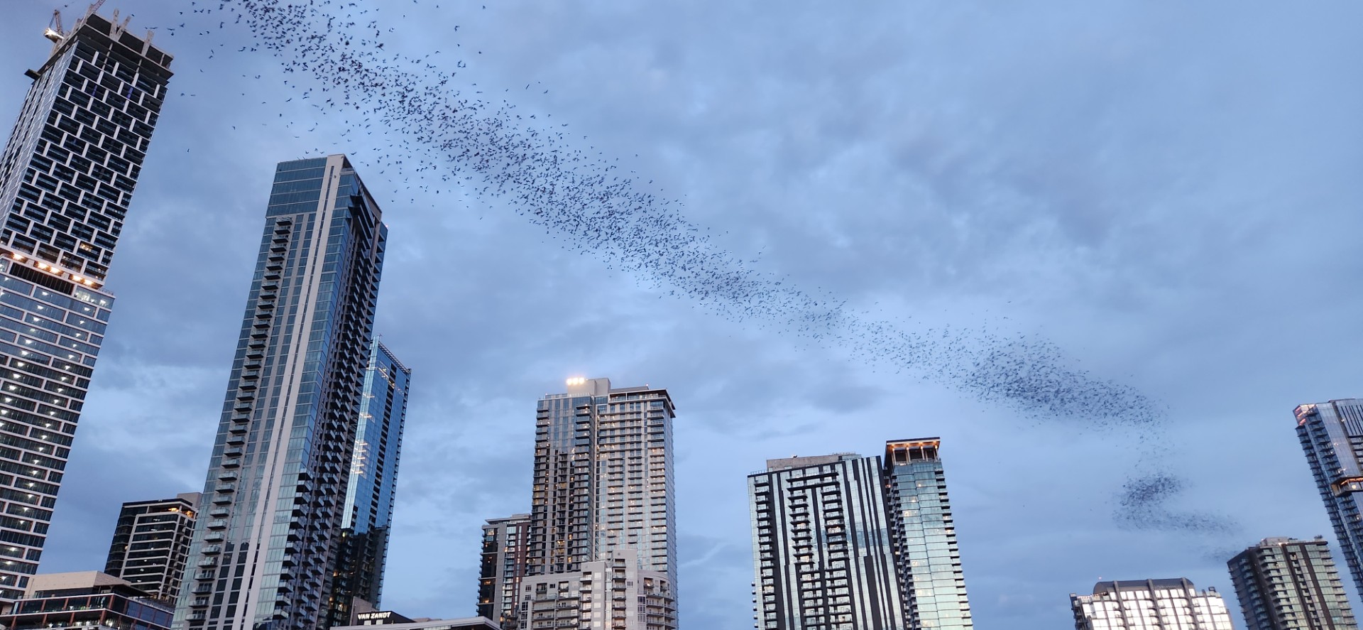 It’s about to get batty in Texas - The Champion Newspaper | 404-373-7779