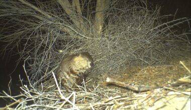 How a beaver made El Paso’s Rio Bosque wetlands home