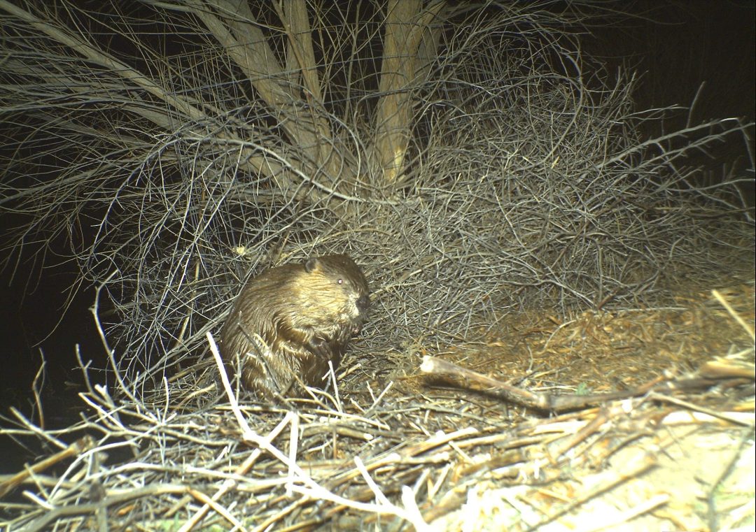 How a beaver made El Paso’s Rio Bosque wetlands home