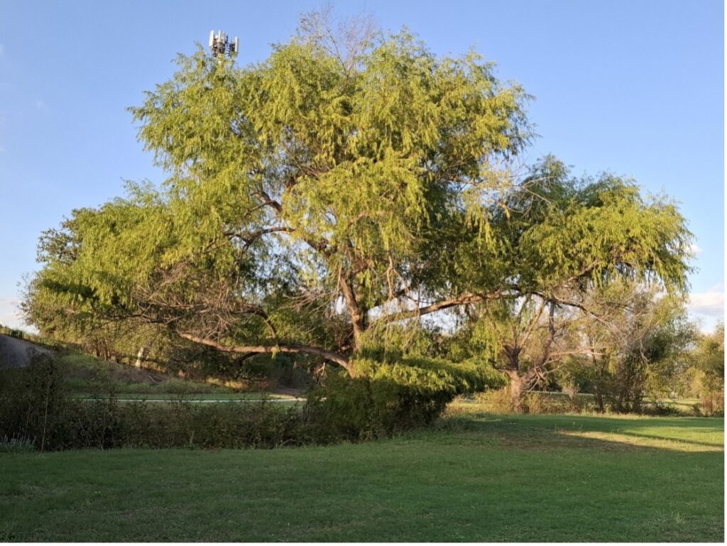 Black Willow (Salix nigra) along Escondido Creek in Karnes County (iNaturalist Observation)