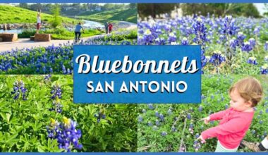 Bluebonnets San Antonio