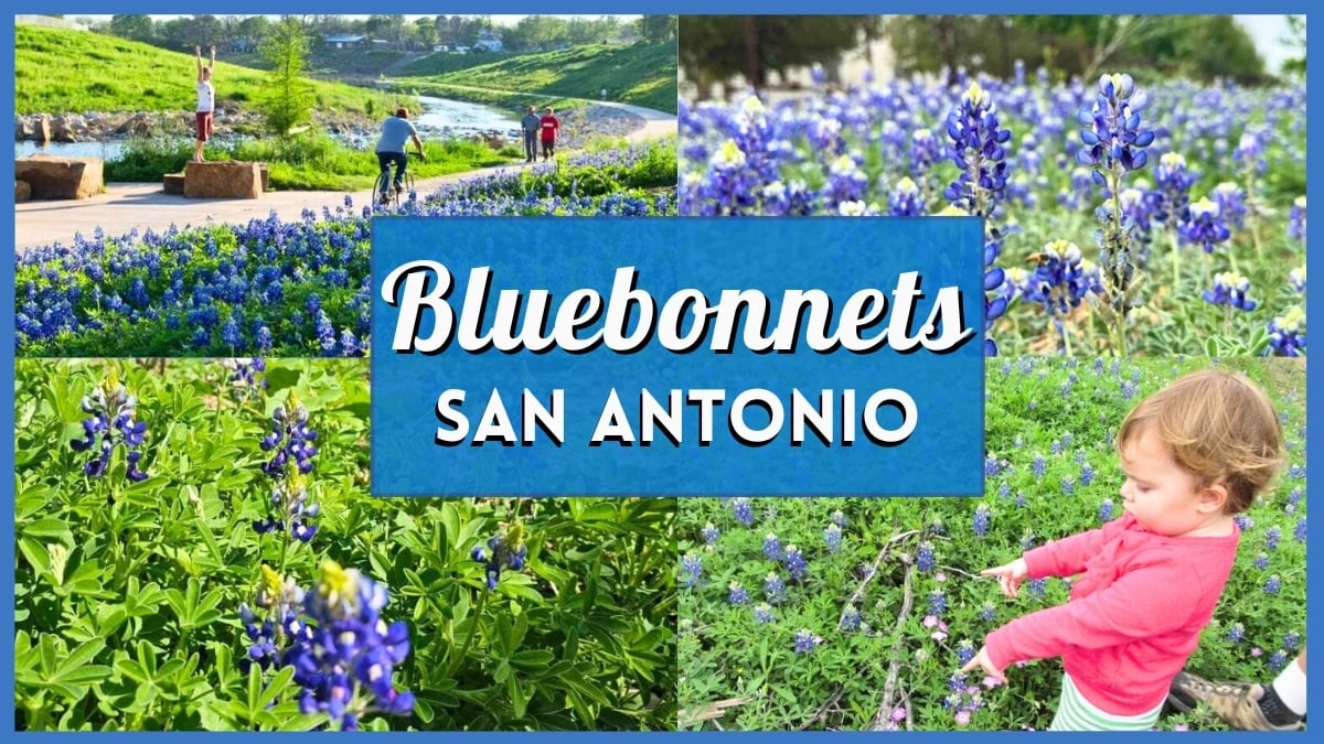 Bluebonnets San Antonio
